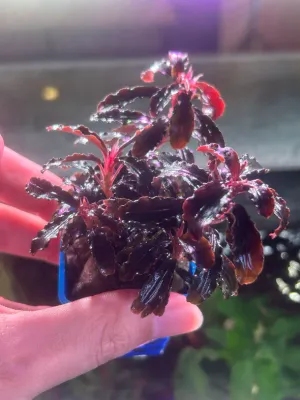 product_Bucephalandra sp. 'Red